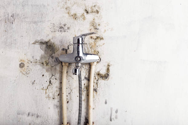 Best Residential Mold Remediation in Lakefield, MN