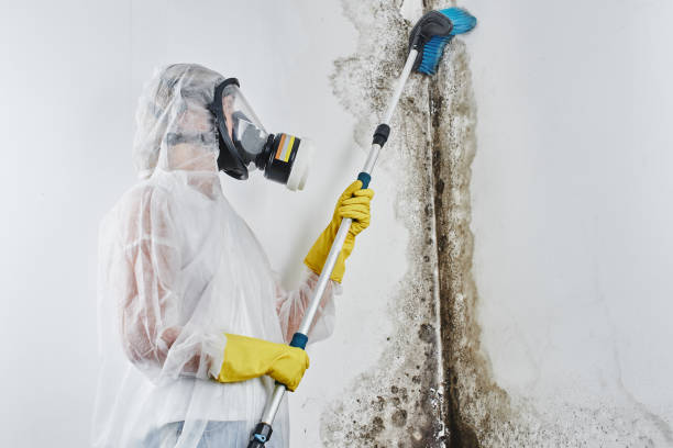 Best Mold Testing and Inspection Services in Lakefield, MN