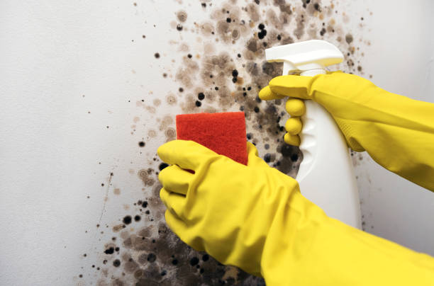 Best Crawl Space Mold Remediation in Lakefield, MN