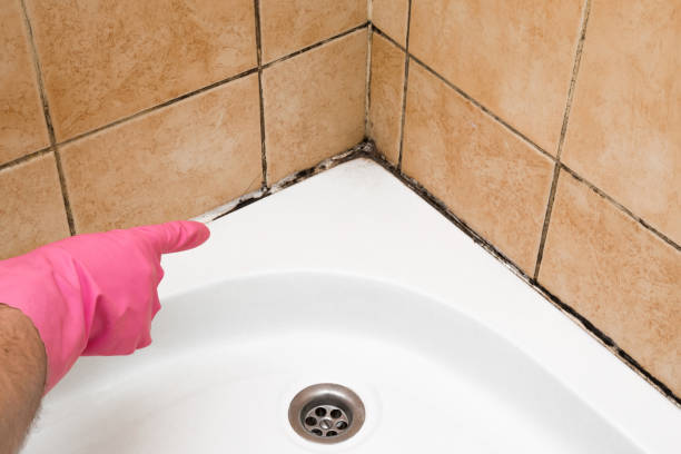 Best Basement Mold Remediation in Lakefield, MN
